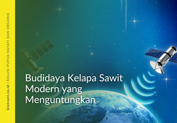budidaya kelapa sawit modern