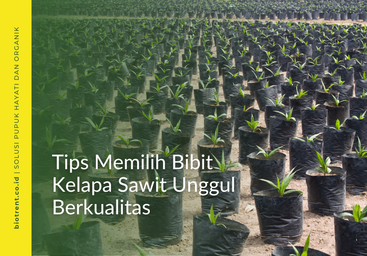 Tips Memilih Bibit Kelapa Sawit Unggul Berkualitas