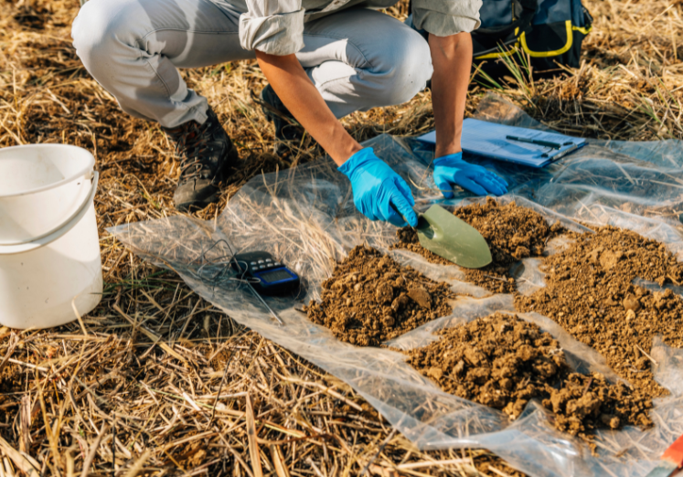 Pemupukan Kelapa Sawit