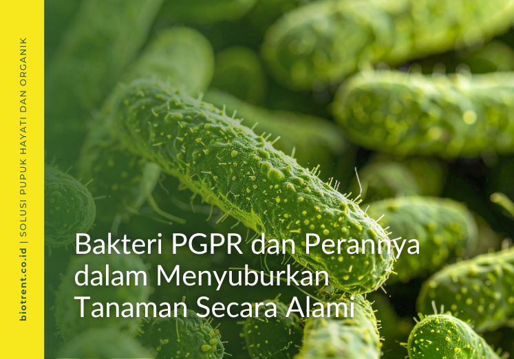 bakteri PGPR