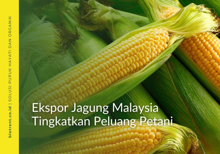 ekspor jagung