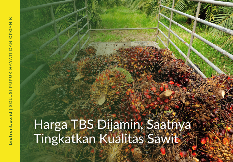 harga TBS sawit