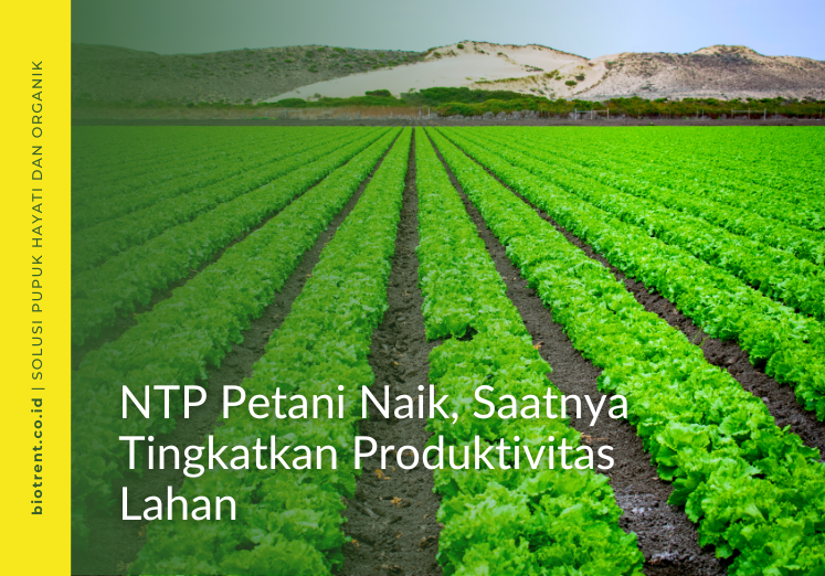 NTP Petani Naik, Saatnya Tingkatkan Produktivitas Lahan