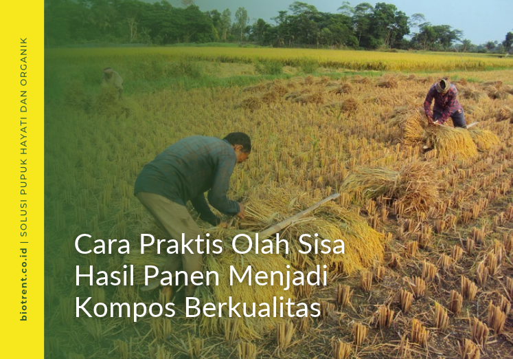 sisa hasil panen