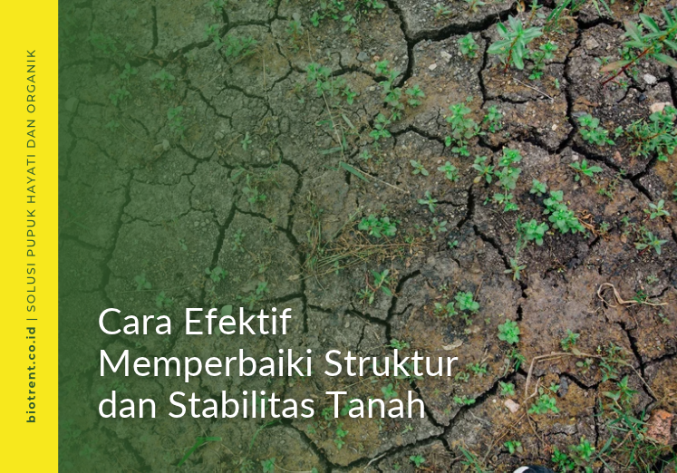 Cara Efektif Memperbaiki Struktur dan Stabilitas Tanah