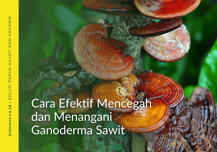 Ganoderma sawit